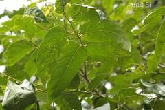 Glochidion zeylanicum